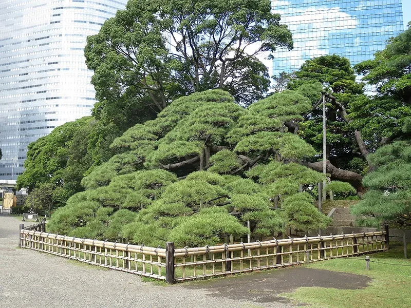 浜離宮恩賜庭園 · 官方影像