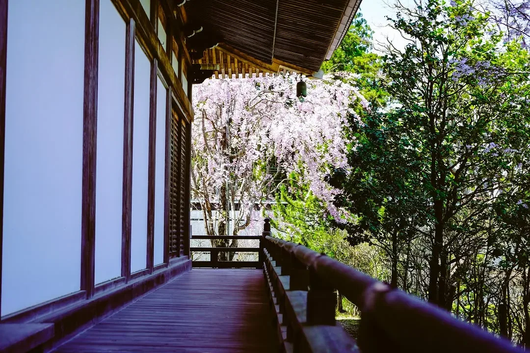恵光院 · 官方影像