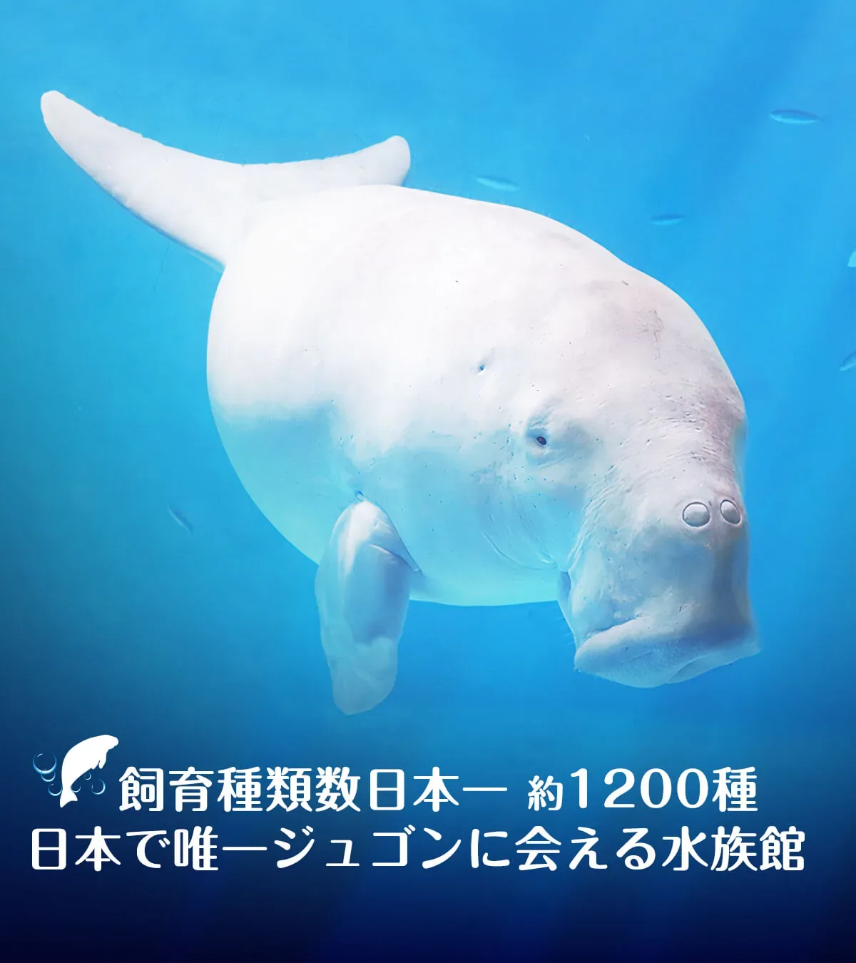 鳥羽水族館