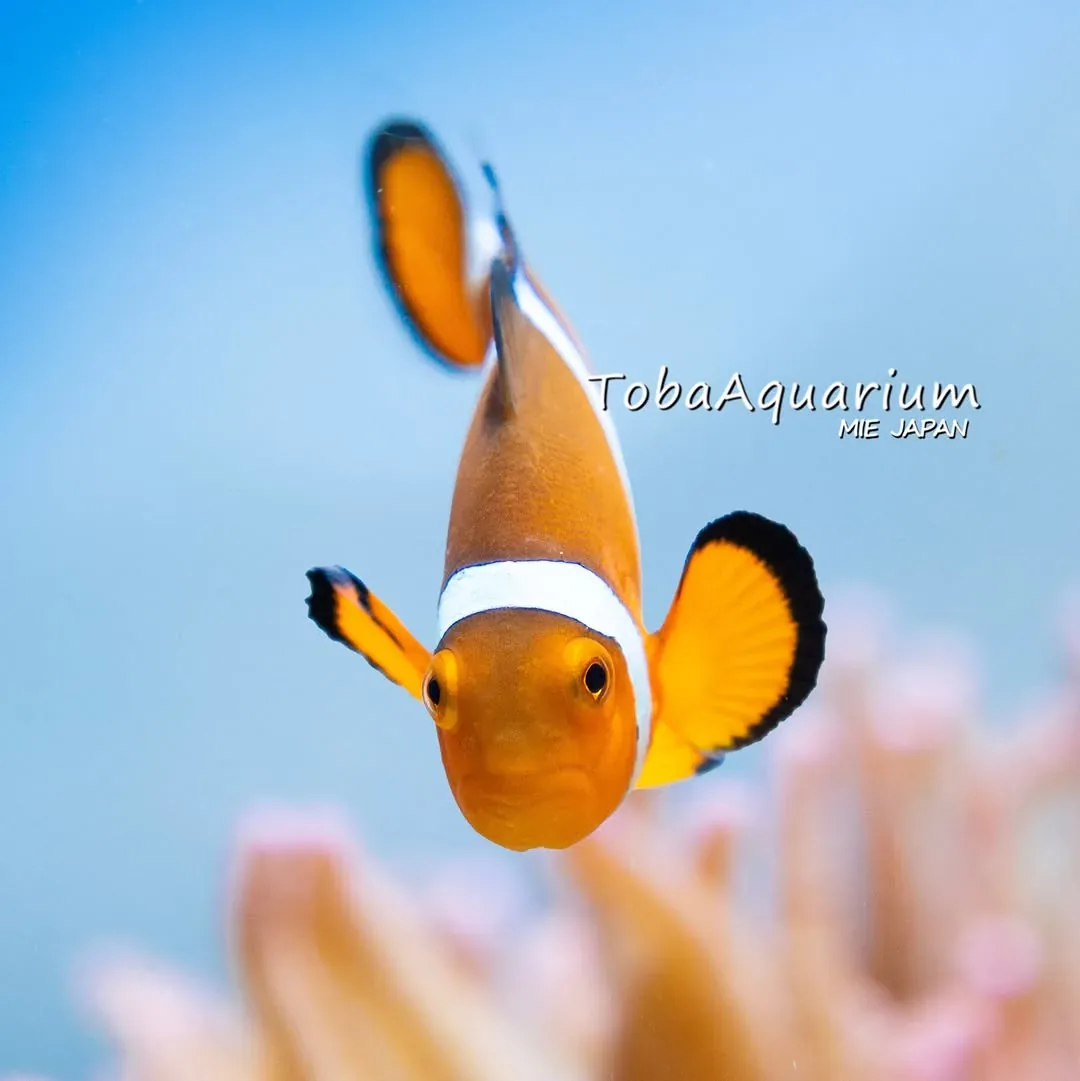 鳥羽水族館 · 官方影像