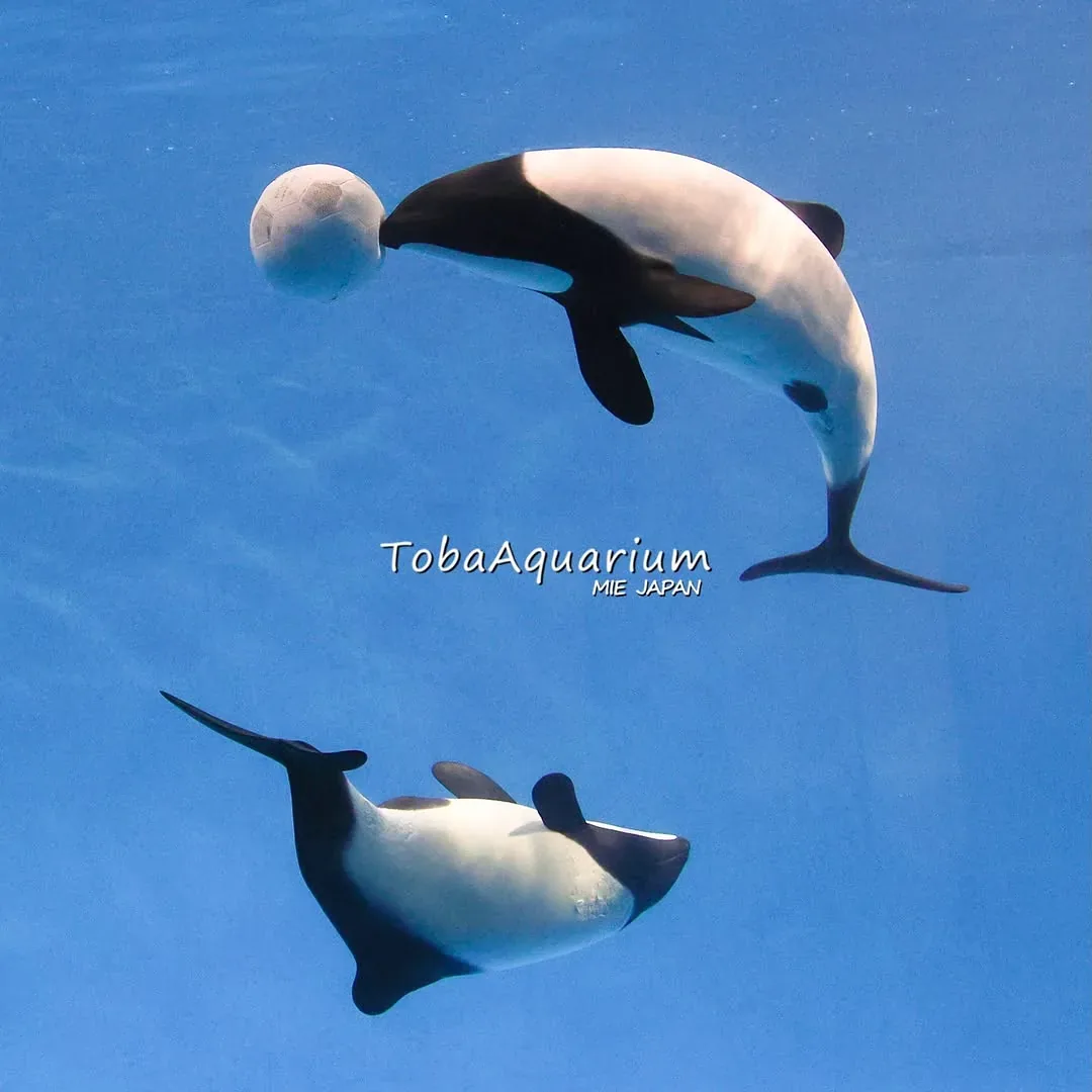 鳥羽水族館 · 官方影像