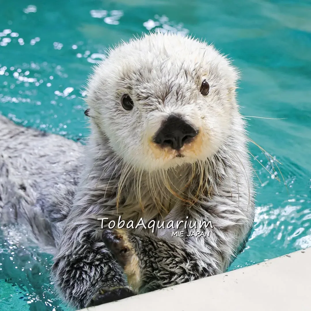 鳥羽水族館 · 官方影像