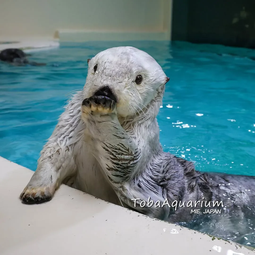 鳥羽水族館 · 官方影像