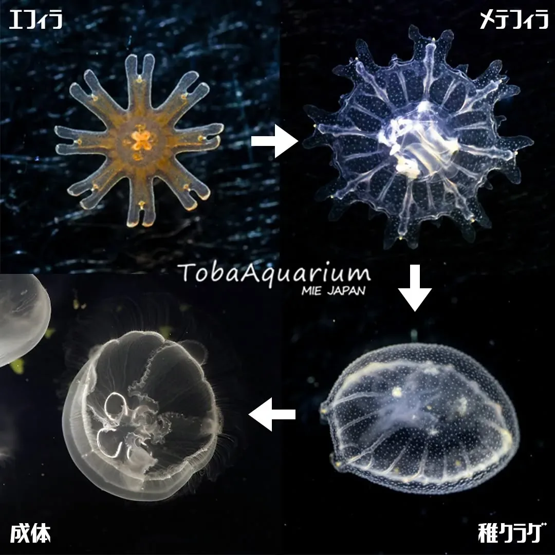 鳥羽水族館 · 官方影像