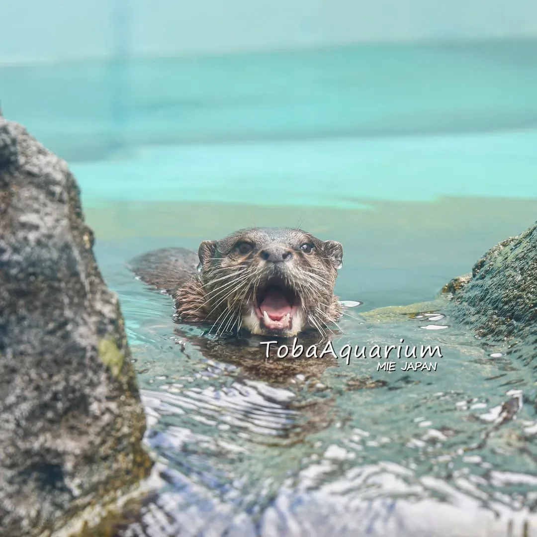 鳥羽水族館 · 官方影像