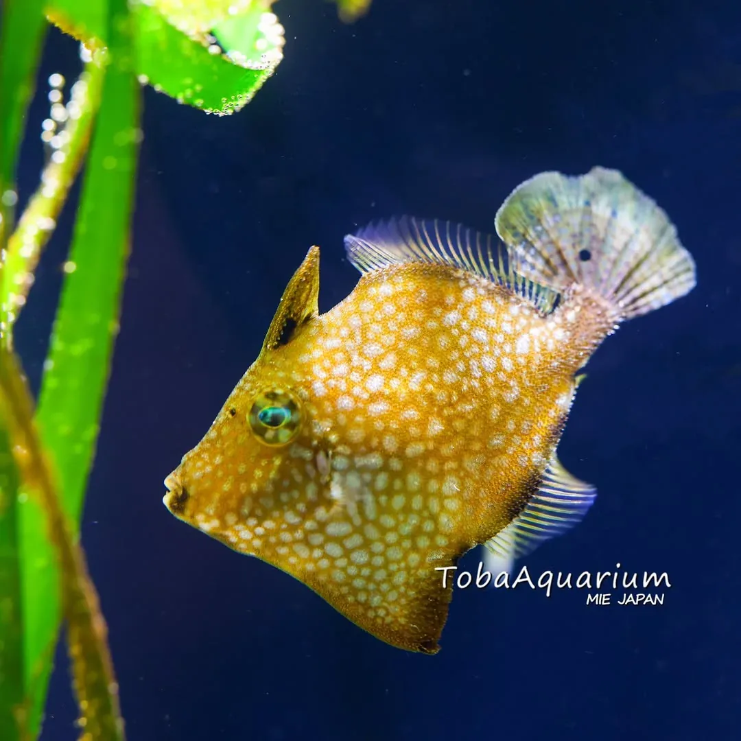 鳥羽水族館 · 官方影像