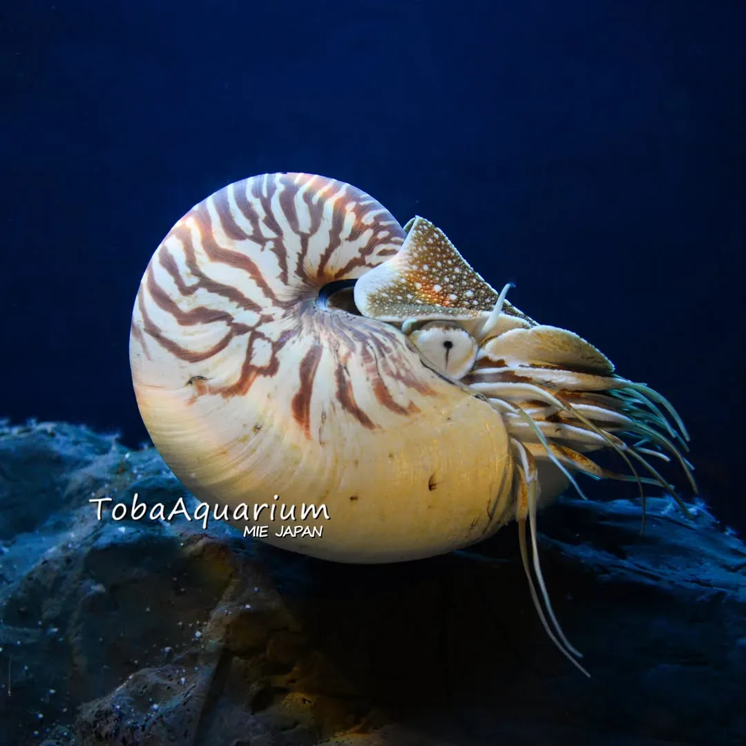 鳥羽水族館 · 官方影像