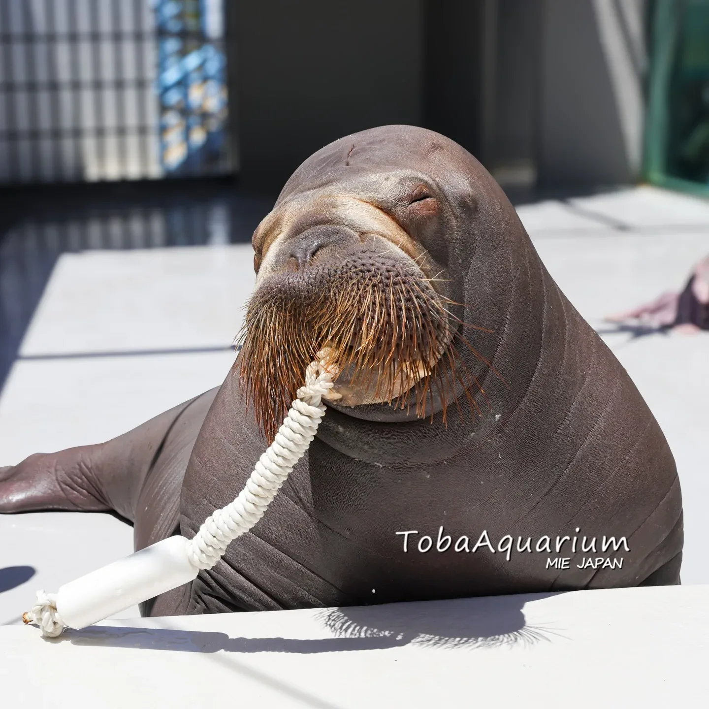 鳥羽水族館 · 官方影像