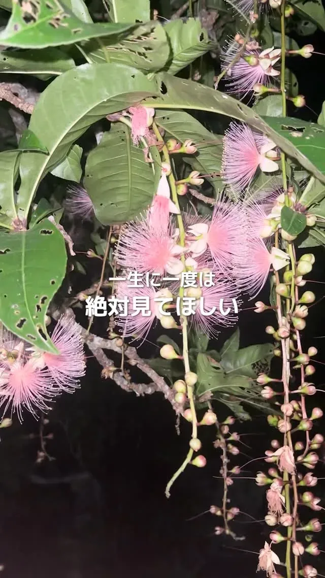 MIYAKO ADVENTURE PiPi · 官方影像
