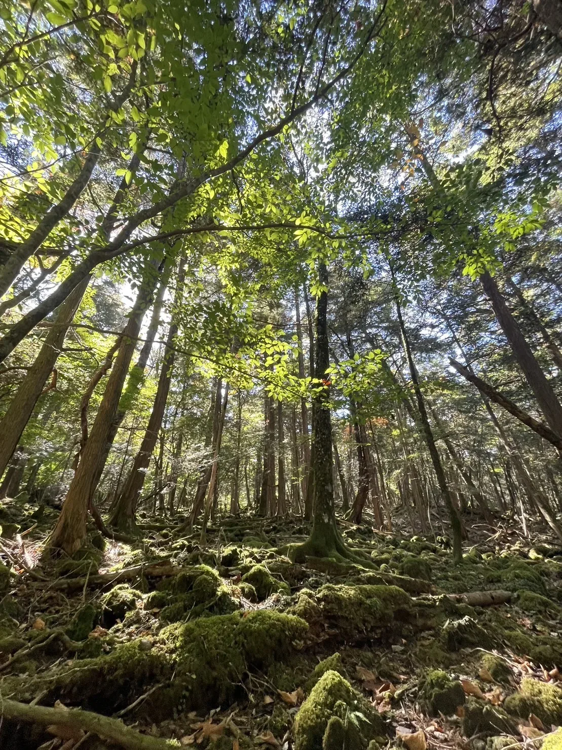 富士エコツアーサービス(青木ヶ原樹海・溶岩洞窟)