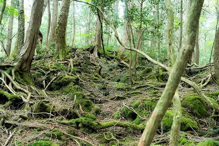 富士エコツアーサービス(青木ヶ原樹海・溶岩洞窟) · 官方影像