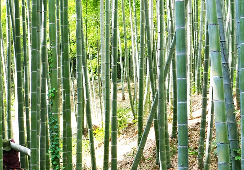 高野竹工 · 作品