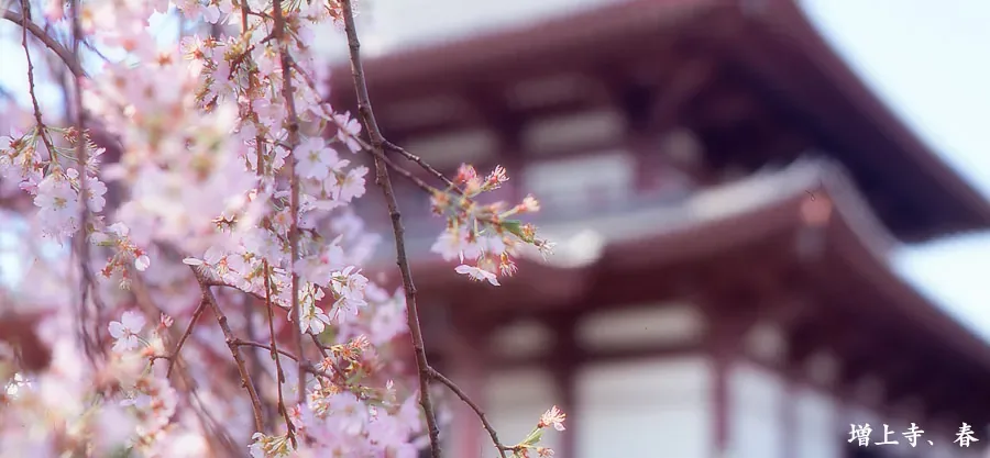 増上寺 Zōjō-ji · 官方影像