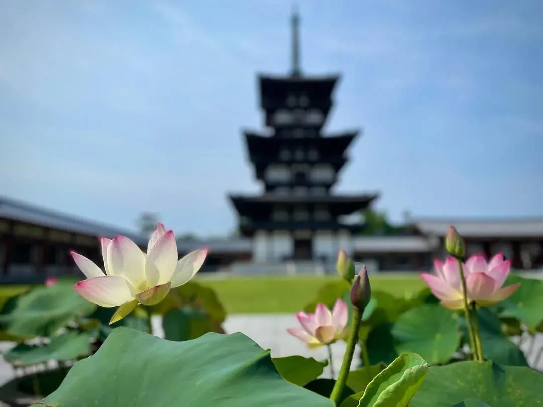 薬師寺東京別院 志野流香道
