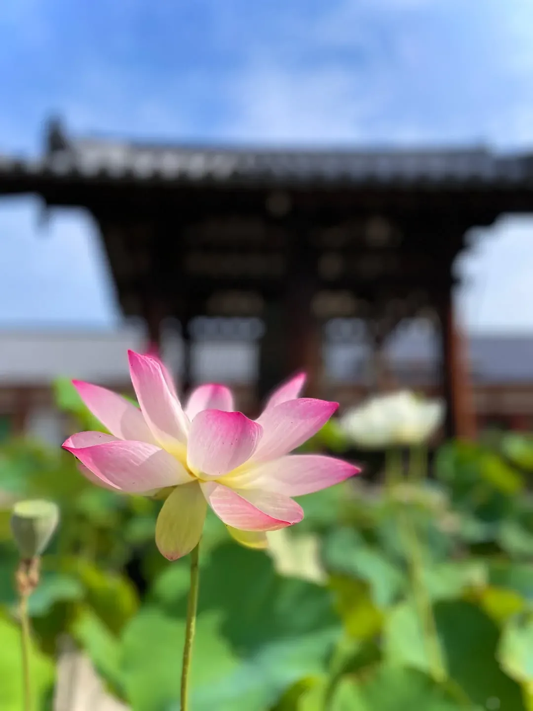 薬師寺東京別院 志野流香道 · 官方影像