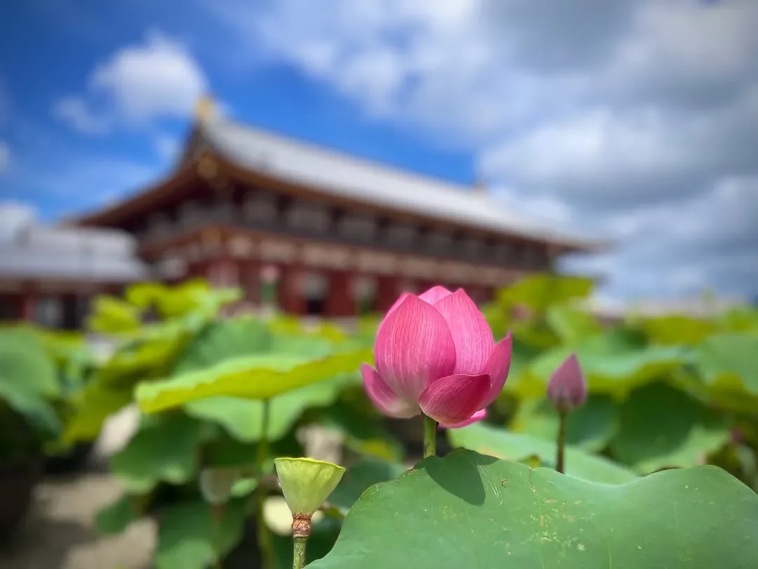 薬師寺東京別院 志野流香道 · 官方影像