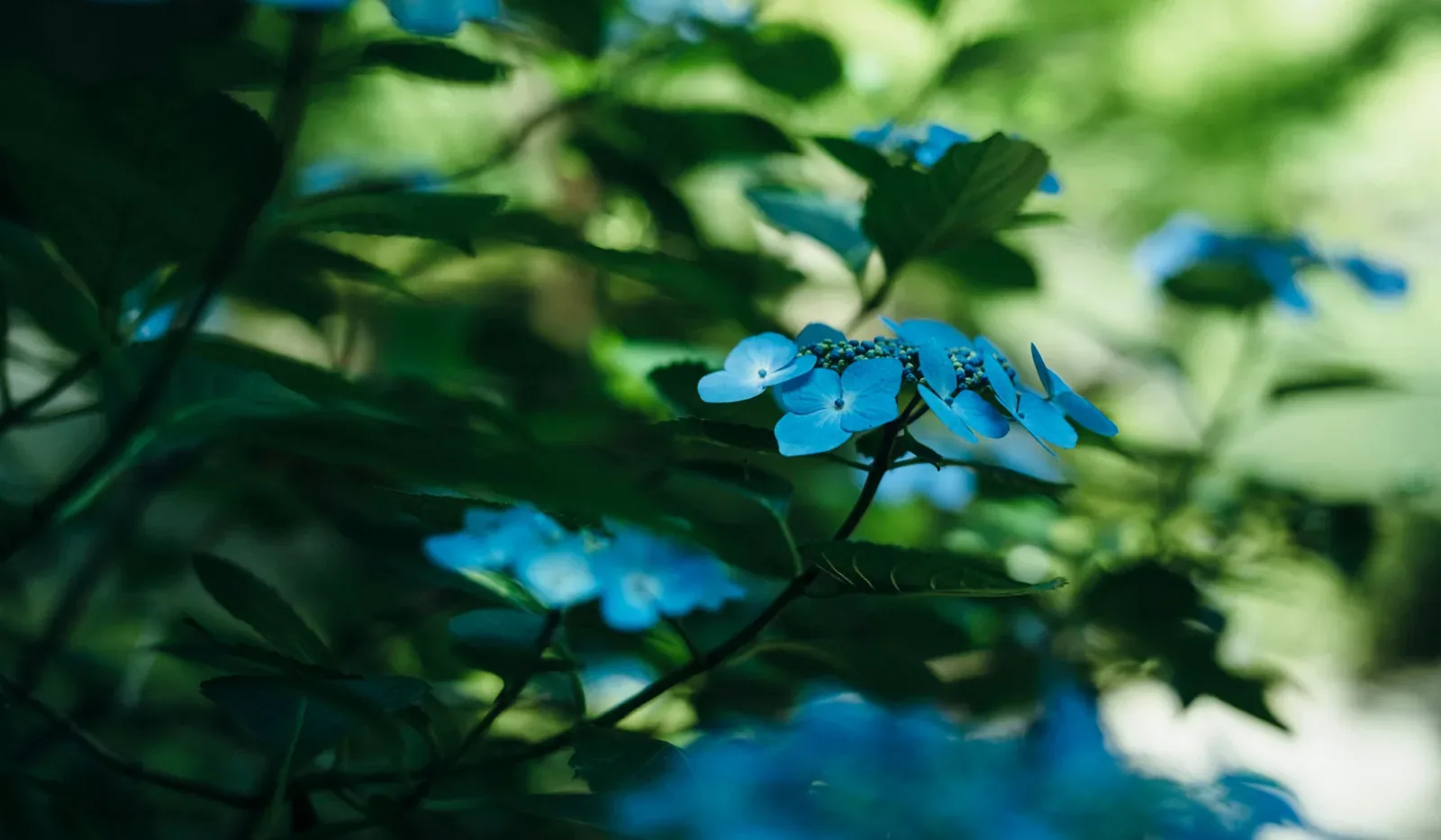 八芳園 Happo-en · 官方影像